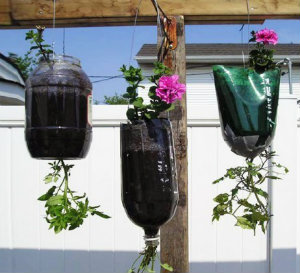 Plants in hanging soda bottles